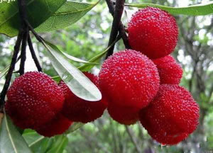 Saborizantes para Bebidas